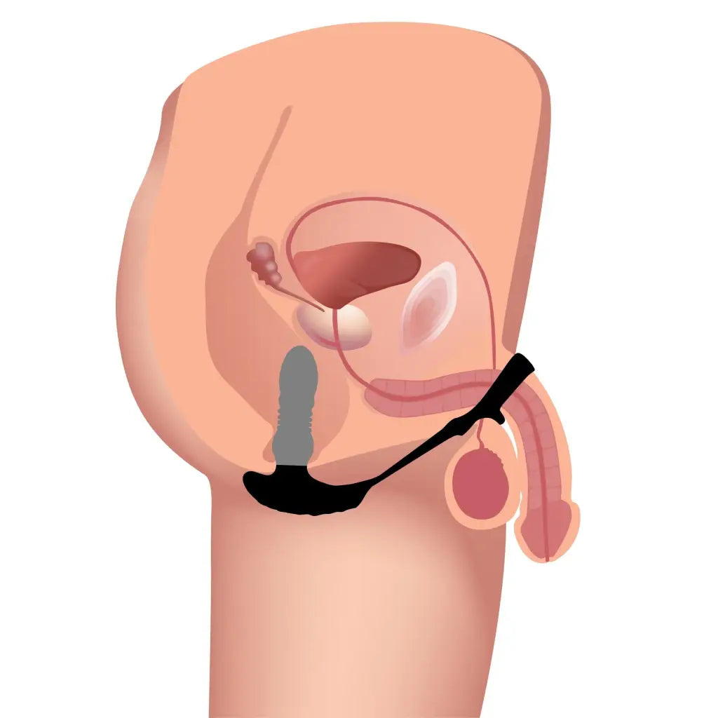 Cross-sectional male anatomy with thrusting vibrator, cock ring, and ball ring included